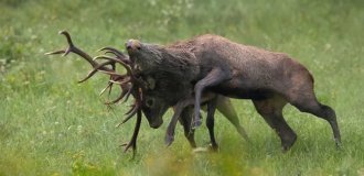 The deer rut is madness: let's take a closer look at the full degree of madness (13 photos)