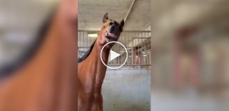 Подборка видео со странным и забавным поведением лошадей