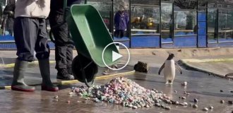 Gentoo penguins give females beautiful stones as a sign of love