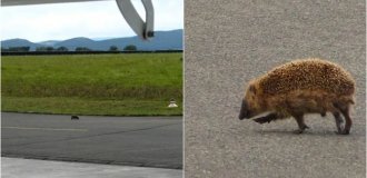 Hedgehog in Germany Taunted Airfield Employee and Pilots for Half an Hour (3 photos)