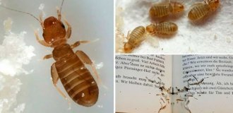 Book lice: pests that do not exist (7 photos)