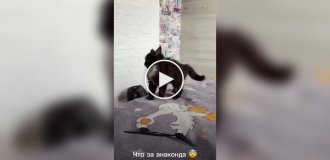Перший напад кошеня