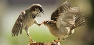 Have Sparrows Disappeared from Our Cities? Here's the Real Story (8 Photos)