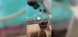 Слишком запутанная история