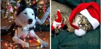 25+ pets who took pictures against the backdrop of New Year's decorations and became their main element (26 photos)