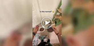 Странная привычка котов перед приемом пищи