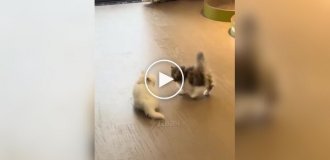 Произошла жесткая схватка двух хищников