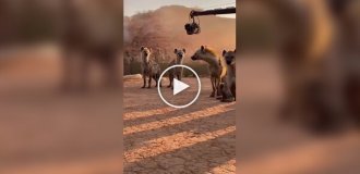 Как снимали бы «Короля Льва» без CGI: нейросеть показала забавную версию классики
