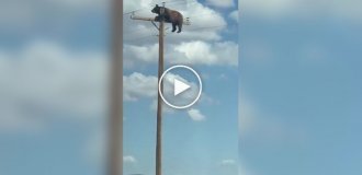 Ничего особенного, просто в Аризоне медведь залез на электрический столб