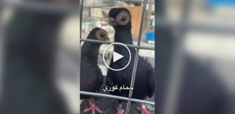 A breed of pigeons with an alien appearance