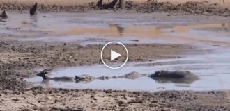 A baby hippopotamus saved an antelope