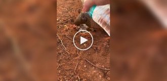 Even armadillos need human help