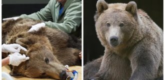 Bear underwent brain surgery to prevent seizures (12 photos + 2 videos)