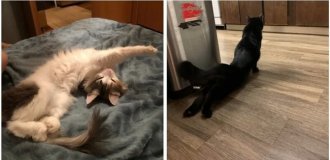 Кошачья йога: 20 фото, которые доказывают, что коты гнутся лучше, чем мы (21 фото)