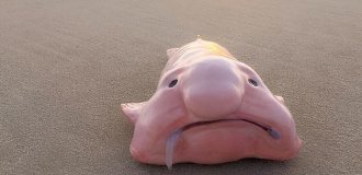 Рыба-капля: красивое животное, которое незаслуженно назвали самым уродливым в мире (8 фото)
