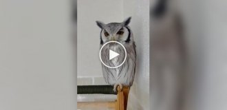 Реакция совы на хозяина, сменившего прическу