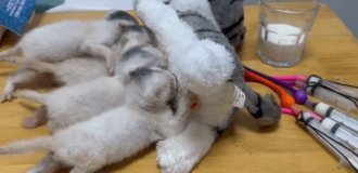Чоловік врятував осиротілих кошенят, годуючи їх за допомогою "штучної мами" (3 фото + 1 відео)