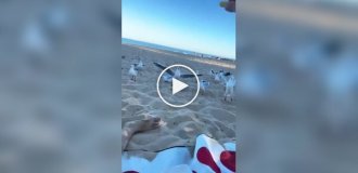 Из жизни чаек