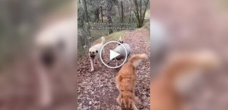 Барашек считает себя собакой