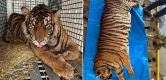A tiger weighing 200 kg was put on a strict diet (10 photos)