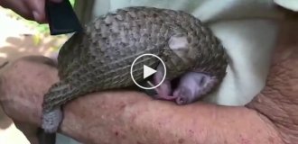 Pangolin is happy when it is scratched