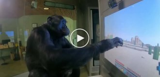 Шимпанзе Канзи, благодаря помощи блогера ChrisDaCow, научилась играть в Minecraft