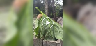 Мудрий старець-самітник у горах Еквадору