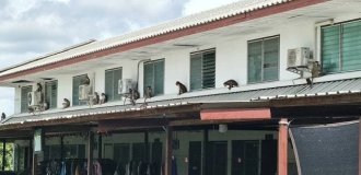 Более сотни обезьян штурмом взяли полицейский участок в Таиланде (3 фото)