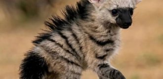 Africa's most clumsy predator: an aardwolf cub has conquered social media (7 photos)