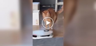 A cat against a robot vacuum cleaner