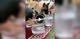 A dog realized its owner was cheating.