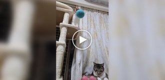 Коротко о скорости реакции кошек