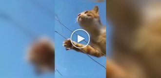 Каждый кот - это профессиональный шпион