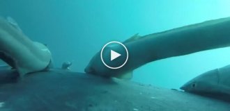 Вчені зняли риб-прилипал, що катаються на киті