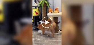 A cat started training to fight off a dog