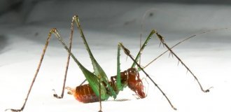 Arachnid grasshopper: turned the jungle on its ears and impales prey on spikes like shish kebab (5 photos)