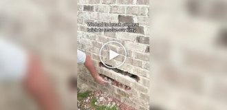 Кот застрял в стене: хозяин устроил настоящую «строительную» операцию