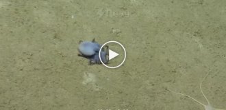 A previously unknown octopus the size of a golf ball was found off the coast of the Galapagos