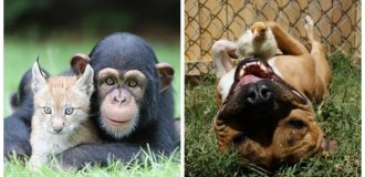 25 amazing examples of friendship among animals (26 photos)