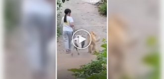 A dog took a fellow tribesman's leash from the hands of his owner