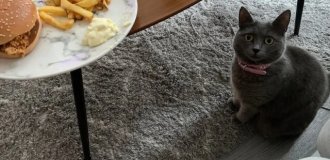 Смешные животные, которым нужна ваша еда (22 фото)