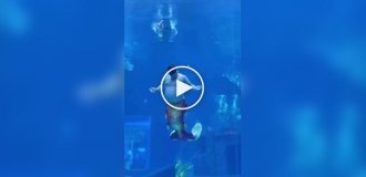 У китайському океанаріумі показали будні «русалу» з гумором