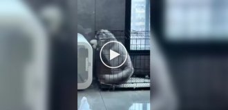 Дерзкий побег из клетки