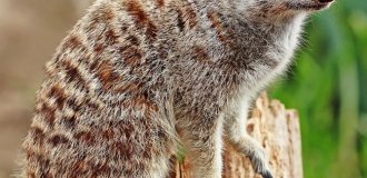 Сурикат и интересные факты о нём (11 фото)