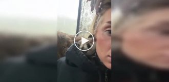 Необычный случай: утенок спрятался в ухе женщины с туннелем