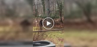 Deer stuck in someone else's garden: amazing rescue operation