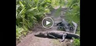 Brave cyclist disturbs alligators