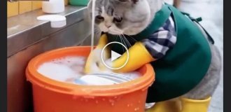 Користувач мережі показав, як виглядали б миючі посуд коти