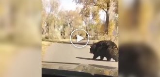 К зиме готов: медведь зажировался