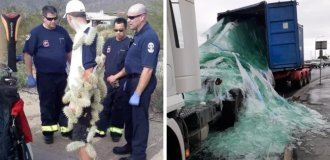 Подборка нетривиальных провалов, участники которых могут признать себя чемпионами неудачи (14 фото)